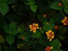 -重庆平顶山公园
