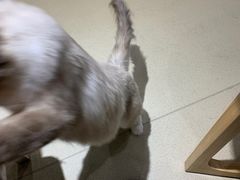 -藏猫猫咖啡主题馆(中央大道店)