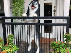 -TrueLove @ Neverland (Husky Cafe)