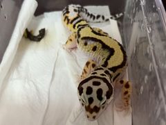 -酷以爬仙阁实体爬宠店·守宫·蜥蜴·专业繁育