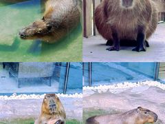 -廊坊固安福朋喜来登酒店