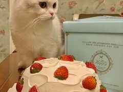 -关爱宠物医院·猫科中心·消化科(滨湖万达分院)