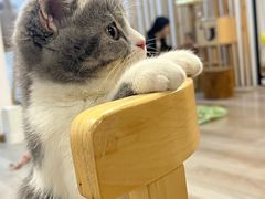 -柴迷FANS CLUB·柴犬狗咖·猫咖