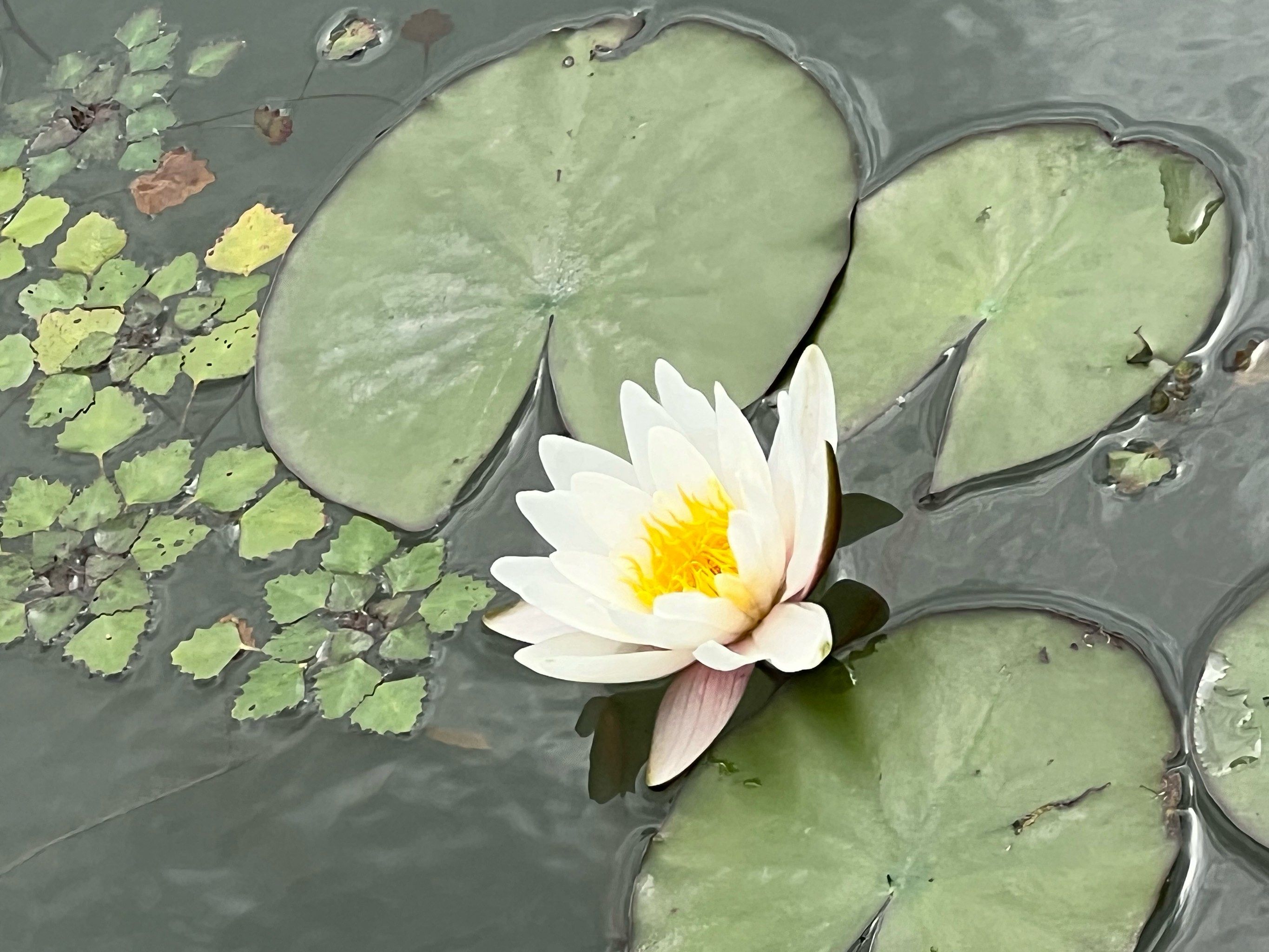 琴湖公园的荷花开了