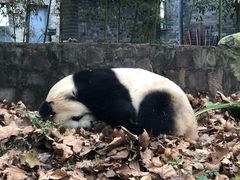 -都江堰中华大熊猫苑