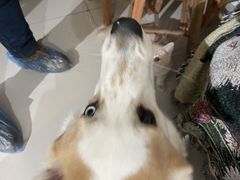 -平行世界·猫咖(首经贸店)