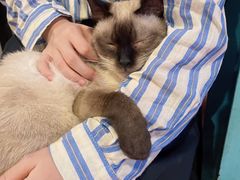 -猫小院猫主题咖啡厅(北锣店)