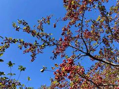 -元大都城垣遗址公园