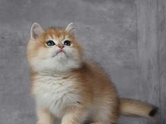 -小猫来了·猫舍(红山六九七九店)