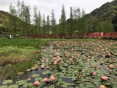-广州市石门国家森林公园