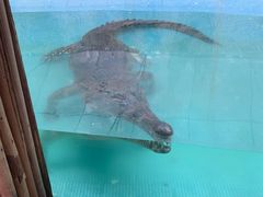 -广州长隆飞鸟乐园