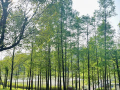 -牛岗山公园