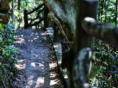 -海南热带雨林国家公园吊罗山景区