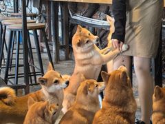 -柴犬高等学院·狗咖·柴犬售卖·宠物训练