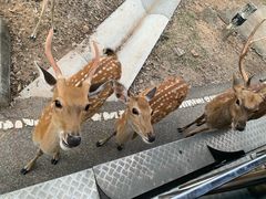 -清迈夜间动物园