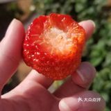 最后摘了这么一小筐，老板说1斤要60