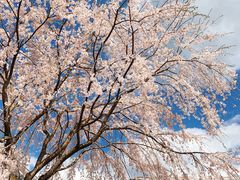 -醍醐寺