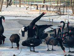 -长白岛森林公园