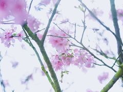 -天适樱花悠乐园