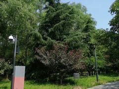 -大望京公园