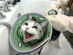 -爱洗澡的猫(望京店)