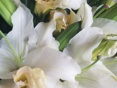 -金科花卉市场