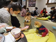 -逗柴咖啡屋·狗咖猫咖宠物桌游