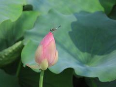 -荷塘月色湿地公园·向阳花洲