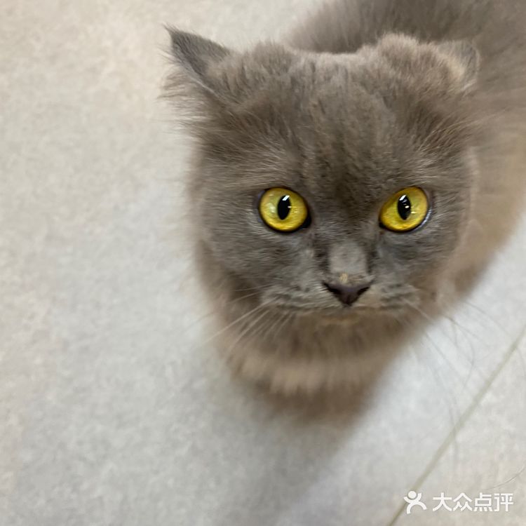 这是温州隐藏猫咖吗？！