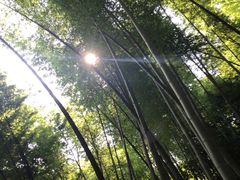 -缙云山景区
