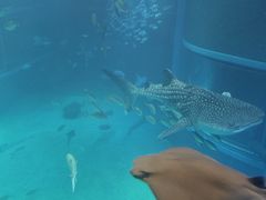 -大阪海游馆