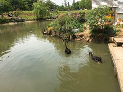-鹅湖玫瑰文化园