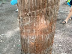 -白水寺森林公园