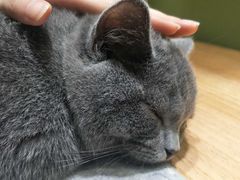 -猫亿天猫咖