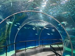 -上海海洋水族馆