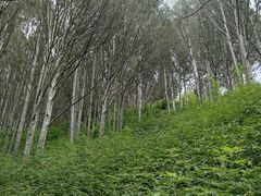 -蟒山国家森林公园-停车场