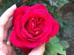 -北京古城老院厉晓麟精致菜