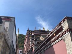 -塔尔寺-菩提树