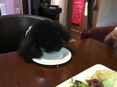 -百好乐宠物友好餐厅(朝外大街店)