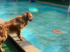 -汪说喵讲宠物乐园宠物酒店(红星美凯龙店)