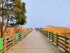 -上海吴淞炮台湾国家湿地公园