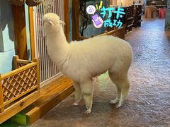 -杭州开元森泊度假乐园