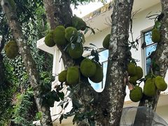 -中国科学院西双版纳热带植物园