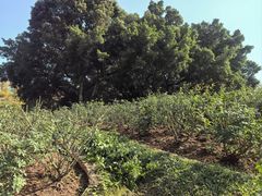 -人民公园(罗湖区)