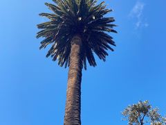 -墨尔本皇家植物园