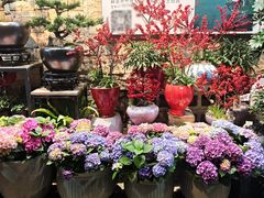 -溪岸路花鸟市场