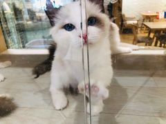 -藏猫猫咖啡主题馆(中央大道店)