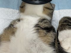 -关爱动物医院·心脏·中兽医·异宠(金牛路分院)