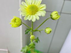 -中环花鸟鱼虫市场