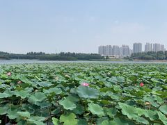 -丁香湖公园